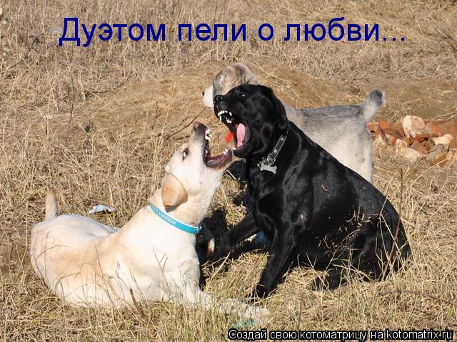 Котоматрица: Дуэтом пели о любви...