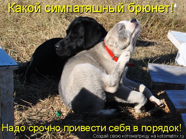 Котоматрица: Какой симпатяшный брюнет! Надо срочно привести себя в порядок!