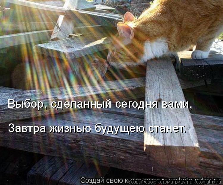 Выбор, сделанный сегодня вами, Завтра жизнью будущею станет.... Котоматрица: Выбор, сделанный сегодня вами, Завтра жизнью будущею станет.