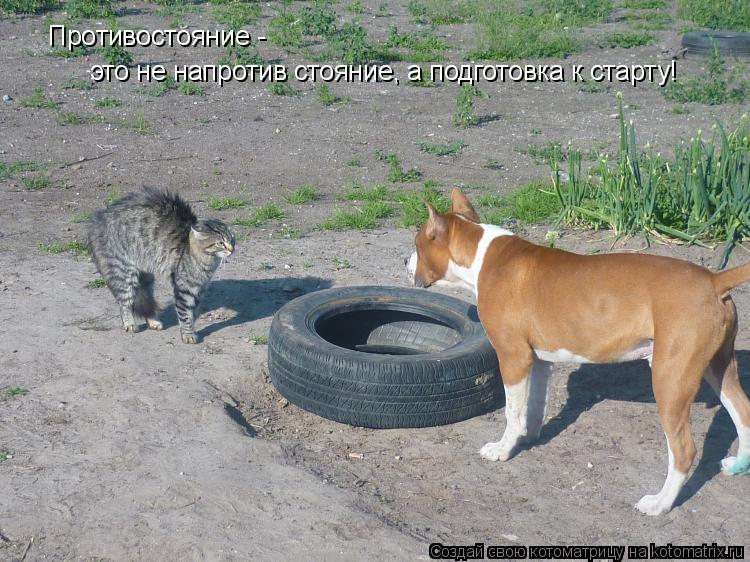 Котоматрица: Противостояние -  это не напротив стояние, а подготовка к старту!