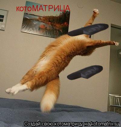 Котоматрица: котоМАТРИЦА