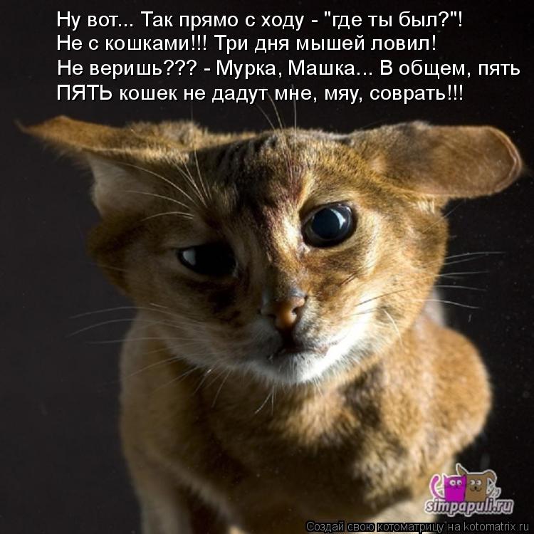 Ну вот... Так прямо с ходу - "где ты был?"! Не с кошками!!! Три дня мышей ловил! Не веришь??? - Мурка... Котоматрица: Ну вот... Так прямо с ходу - "где ты был?"! Не с кошками!!! Три дня мышей ловил! Не веришь??? - Мурка, Машка... В общем, пять ПЯТЬ кошек не дадут мне,