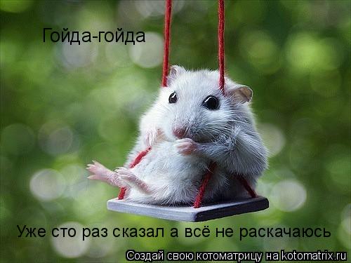 Гойда-гойда Уже сто раз сказал а всё не раскачаюсь... Котоматрица: Гойда-гойда Уже сто раз сказал а всё не раскачаюсь