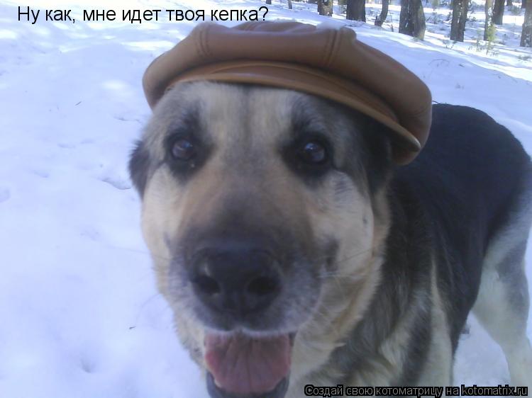 Ну как, мне идет твоя кепка?... Котоматрица: Ну как, мне идет твоя кепка?