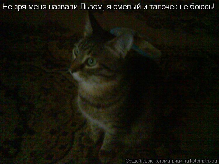 Не зря меня назвали Львом, я смелый и тапочек не боюсь!... Котоматрица: Не зря меня назвали Львом, я смелый и тапочек не боюсь!