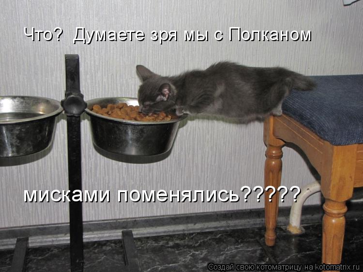 Что? Думаете зря мы с Полканом мисками поменялись?????... Котоматрица: Что? Думаете зря мы с Полканом мисками поменялись?????