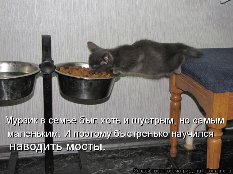 Мурзик в семье был хоть и шустрым, но самым маленьким. И поэтому быстренько научился наводить мосты.... Котоматрица: Мурзик в семье был хоть и шустрым, но самым маленьким. И поэтому быстренько научился наводить мосты.