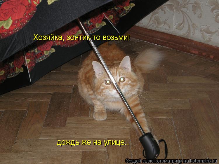 Хозяйка, зонтик-то возьми! дождь же на улице..... Котоматрица: Хозяйка, зонтик-то возьми! дождь же на улице..