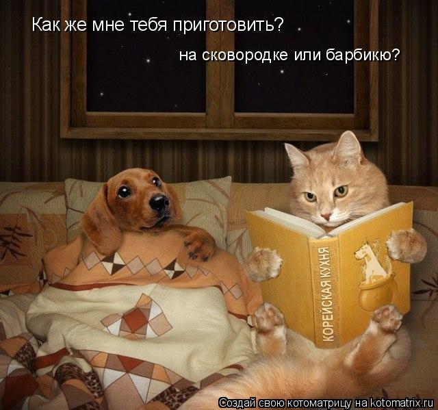 Как же мне тебя приготовить? на сковородке или барбикю?... Котоматрица: Как же мне тебя приготовить? на сковородке или барбикю?