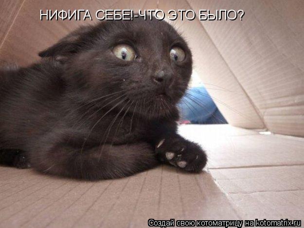 НИФИГА СЕБЕ!-ЧТО ЭТО БЫЛО?... Котоматрица: НИФИГА СЕБЕ!-ЧТО ЭТО БЫЛО?