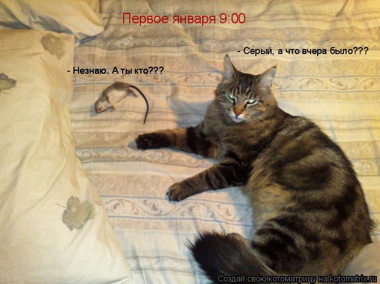 Первое января 9:00 - Серый, а что вчера было??? - Незнаю. А ты кто??? - Незнаю. А ты кто???... Котоматрица: Первое января 9:00 - Серый, а что вчера было??? - Незнаю. А ты кто??? - Незнаю. А ты кто???
