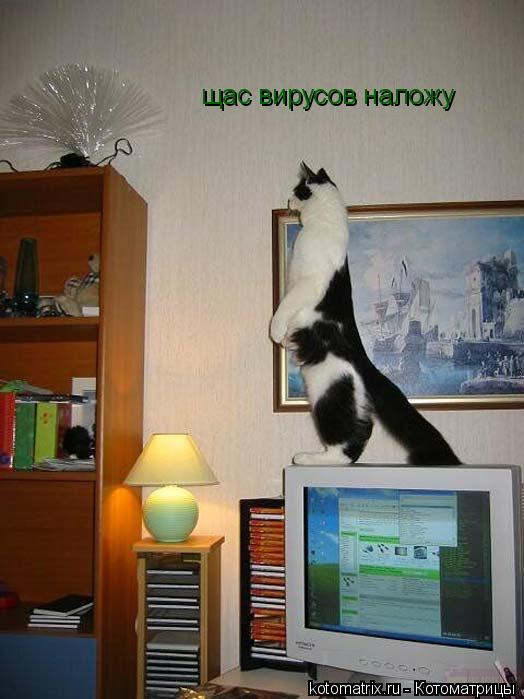 щас вирусов наложу... Котоматрица: щас вирусов наложу