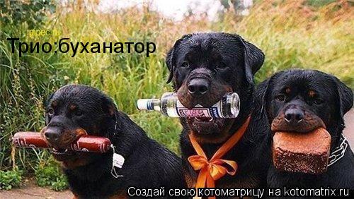 Трио:буханатор... Котоматрица: Трио:буханатор