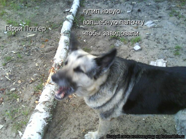 Гарри Поттер купил новую волшебную палочку . чтобы завидовали... Котоматрица: Гарри Поттер купил новую волшебную палочку . чтобы завидовали