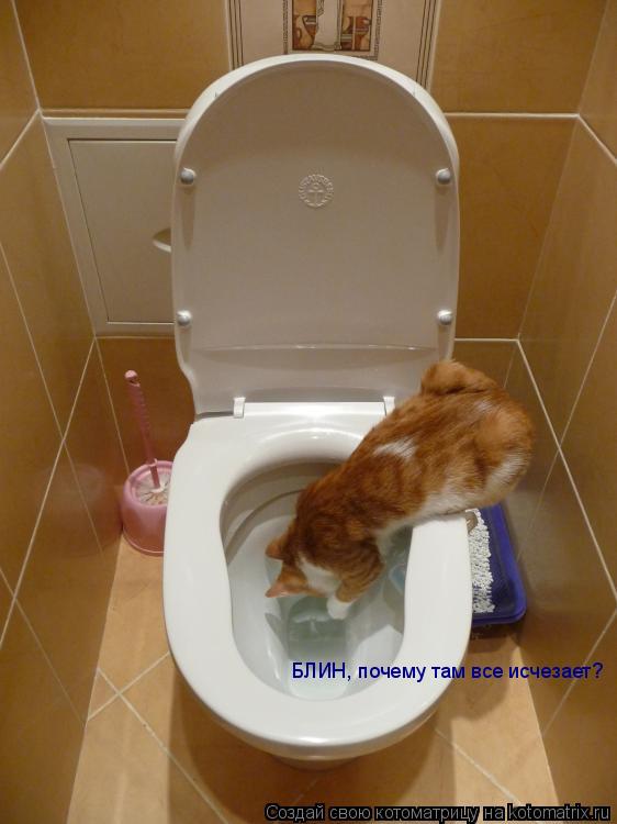 БЛИН, почему там все исчезает?... Котоматрица: БЛИН, почему там все исчезает?