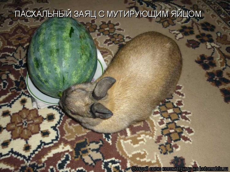 ПАСХАЛЬНЫЙ ЗАЯЦ С МУТИРУЮЩИМ ЯЙЦОМ... Котоматрица: ПАСХАЛЬНЫЙ ЗАЯЦ С МУТИРУЮЩИМ ЯЙЦОМ