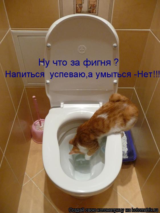 Напиться успеваю,а умыться -Нет!!! Ну что за фигня ?... Котоматрица: Напиться успеваю,а умыться -Нет!!! Ну что за фигня ?