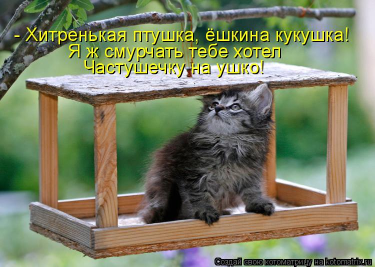 - Хитренькая птушка, ёшкина кукушка! Я ж смурчать тебе хотел Частушечку на ушко!... Котоматрица: - Хитренькая птушка, ёшкина кукушка! Я ж смурчать тебе хотел Частушечку на ушко!