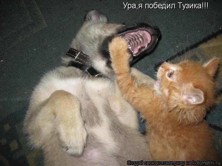 Ура,я победил Тузика!!!... Котоматрица: Ура,я победил Тузика!!!