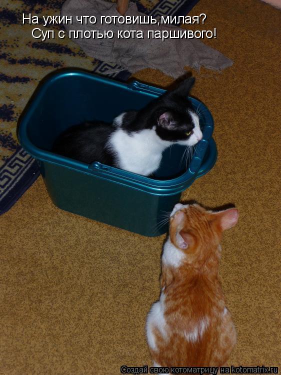 На ужин что готовишь,милая? Суп с плотью кота паршивого!... Котоматрица: На ужин что готовишь,милая? Суп с плотью кота паршивого!