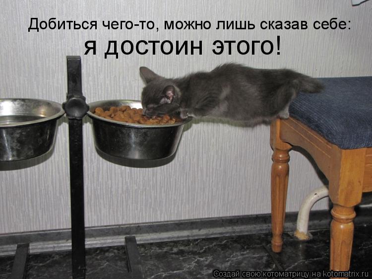 Добиться чего-то, можно лишь сказав себе: я достоин этого!... Котоматрица: Добиться чего-то, можно лишь сказав себе: я достоин этого!
