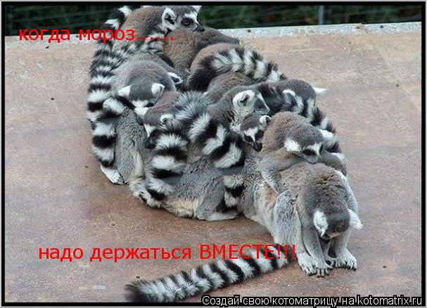 когда мороз...... надо держаться ВМЕСТЕ!!!... Котоматрица: когда мороз...... надо держаться ВМЕСТЕ!!!