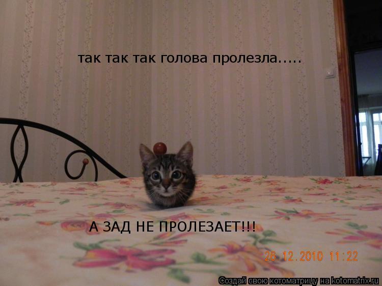 так так так голова пролезла..... А ЗАД НЕ ПРОЛЕЗАЕТ!!!... Котоматрица: так так так голова пролезла..... А ЗАД НЕ ПРОЛЕЗАЕТ!!!
