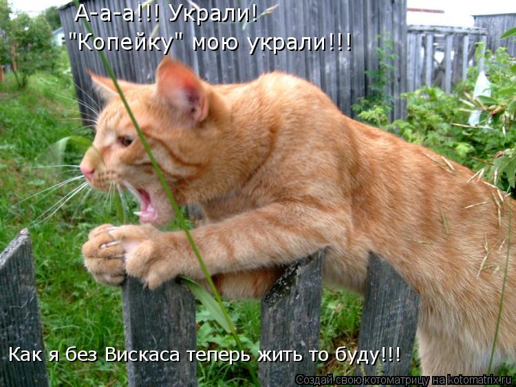 Котоматрица: Как я без Вискаса теперь жить то буду!!! "Копейку" мою украли!!! А-а-а!!! Украли!