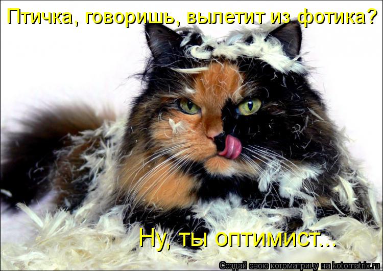 Котоматрица: Птичка, говоришь, вылетит из фотика?  Ну, ты оптимист...