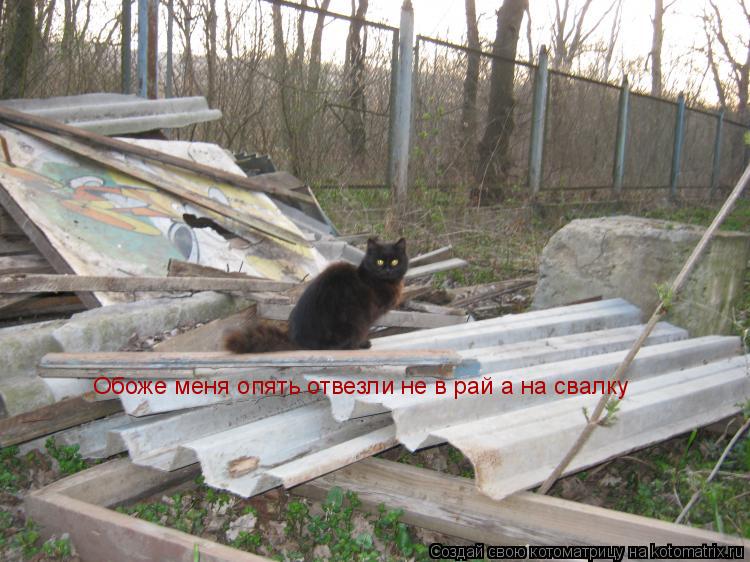 Котоматрица: Обоже меня опять отвезли не в рай а на свалку