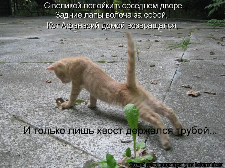 Котоматрица: С великой попойки в соседнем дворе, Задние лапы волоча за собой, Кот Афанасий домой возвращался, И только лишь хвост держался трубой...