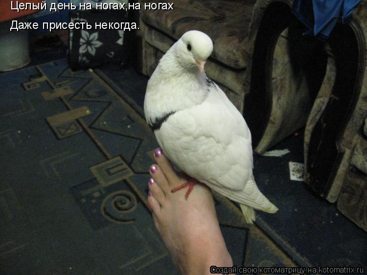 Целый день на ногах,на ногах Даже присесть некогда.... Котоматрица: Целый день на ногах,на ногах Даже присесть некогда.