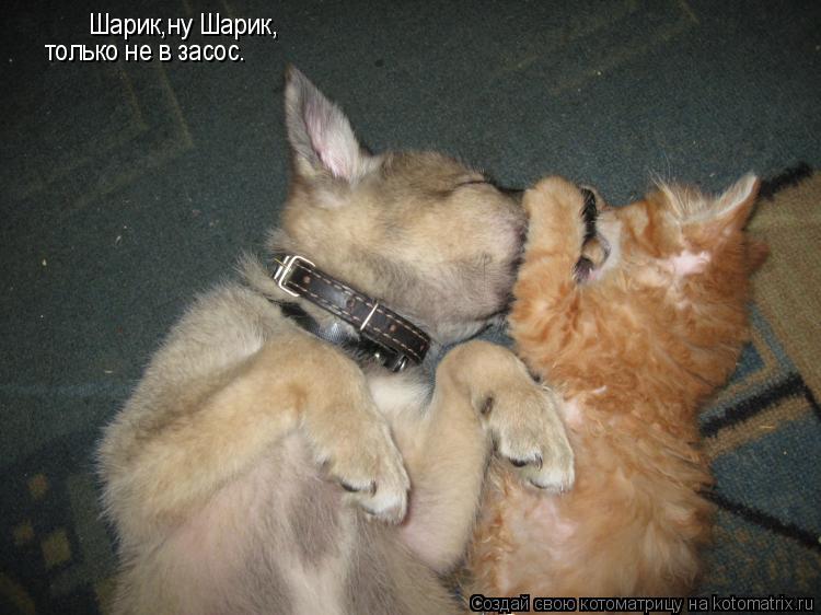 Котоматрица: Шарик,ну Шарик, только не в засос.