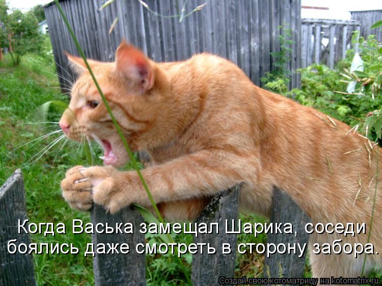 Когда Васька замещал Шарика, соседи боялись даже смотреть в сторону забора.... Котоматрица: Когда Васька замещал Шарика, соседи боялись даже смотреть в сторону забора.