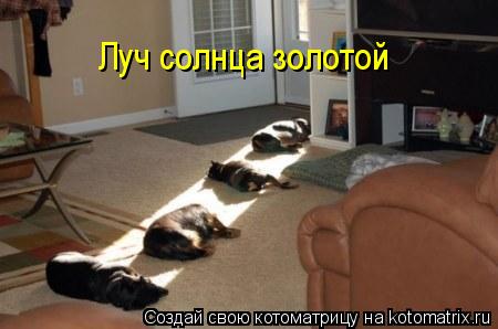 Котоматрица: Луч солнца золотой