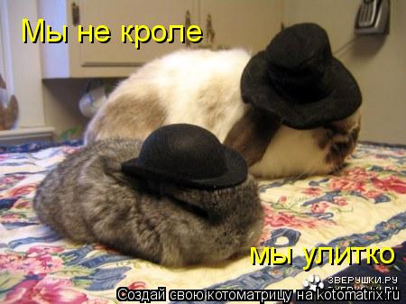 Котоматрица: Мы не кроле мы улитко