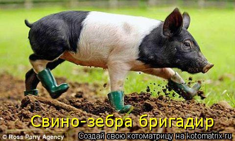 Котоматрица: Свино-зебра бригадир