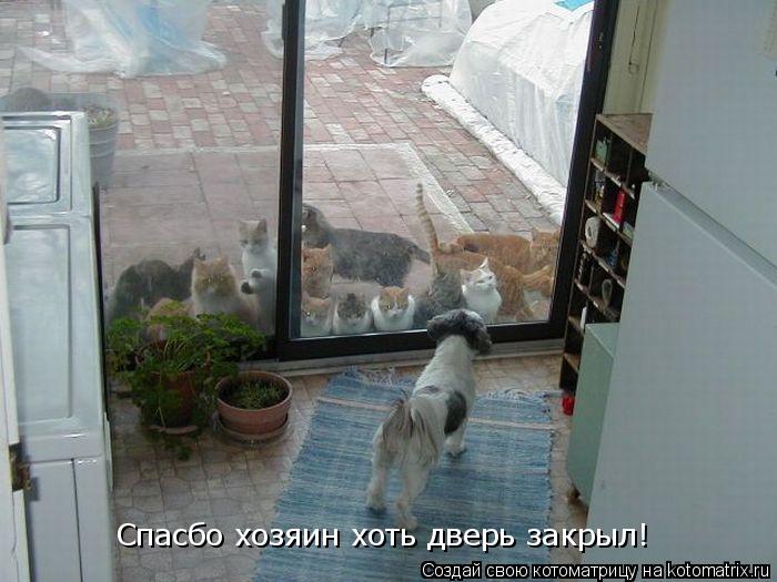 Спасбо хозяин хоть дверь закрыл!... Котоматрица: Спасбо хозяин хоть дверь закрыл!