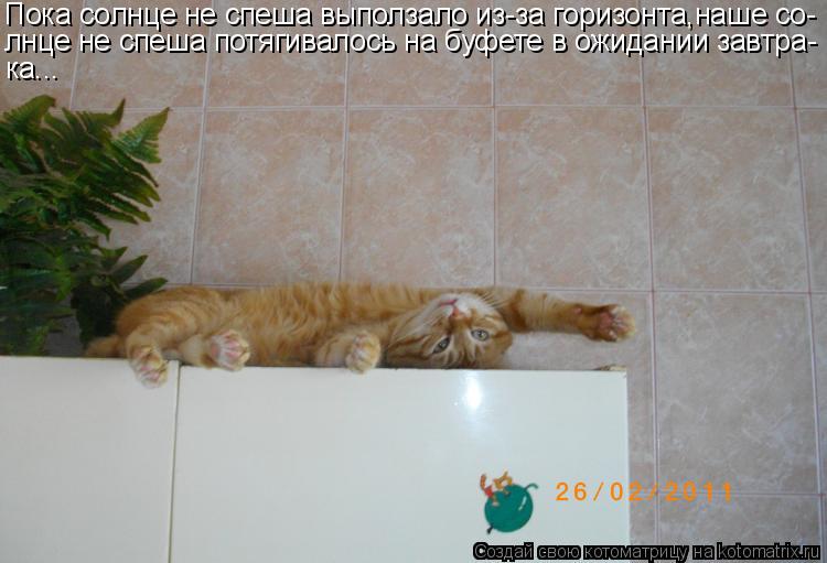 Пока солнце не спеша выползало из-за горизонта,наше со- лнце не спеша потягивалось на буфете в ожидан... Котоматрица: Пока солнце не спеша выползало из-за горизонта,наше со- лнце не спеша потягивалось на буфете в ожидании завтра- ка...