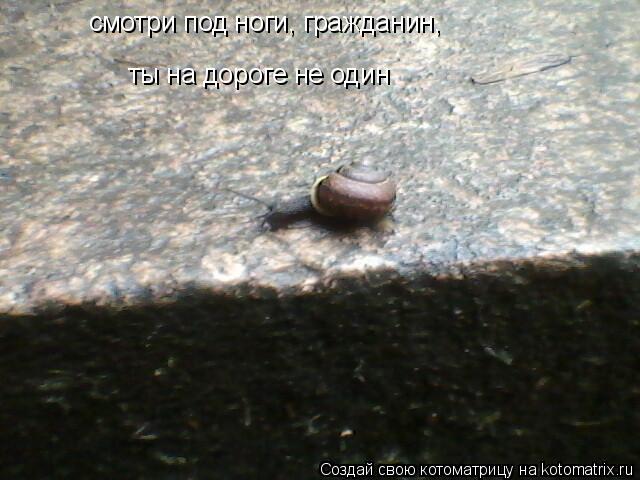ты на дороге не один смотри под ноги, гражданин,... Котоматрица: ты на дороге не один смотри под ноги, гражданин,