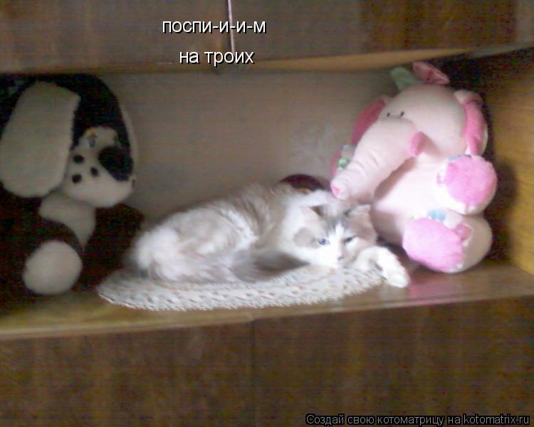 поспи-и-и-м на троих... Котоматрица: поспи-и-и-м на троих