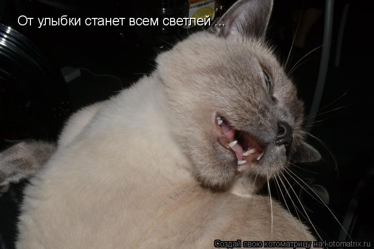 От улыбки станет всем светлей ...... Котоматрица: От улыбки станет всем светлей ...