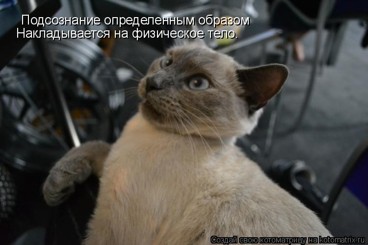 Подсознание определенным образом Накладывается на физическое тело.... Котоматрица: Подсознание определенным образом Накладывается на физическое тело.