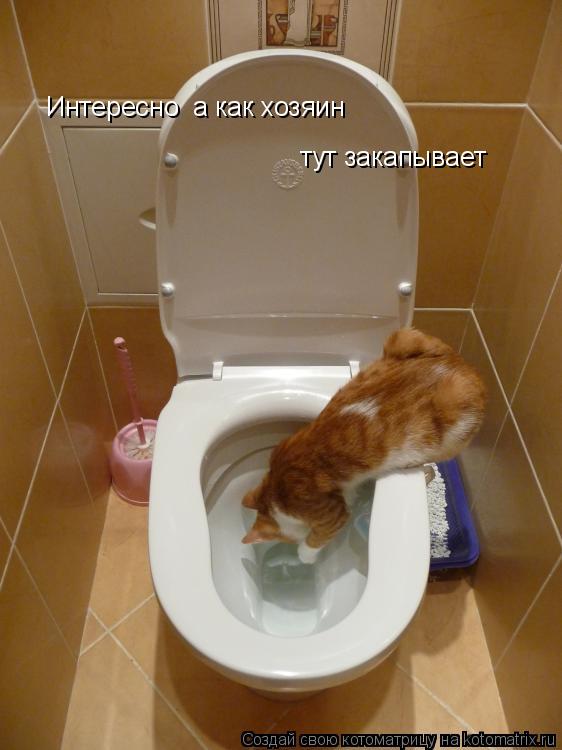 Интересно а как хозяин тут закапывает... Котоматрица: Интересно а как хозяин тут закапывает