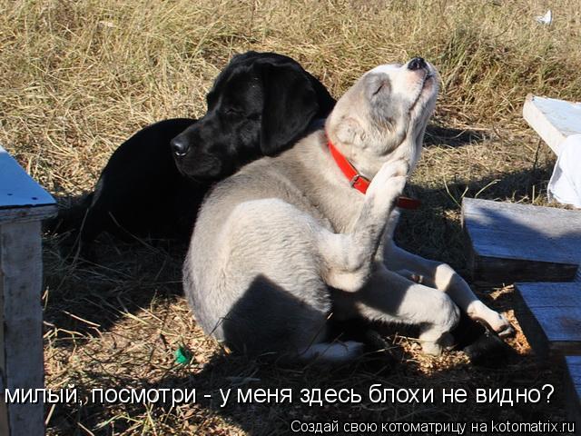милый, посмотри - у меня здесь блохи не видно?... Котоматрица: милый, посмотри - у меня здесь блохи не видно?