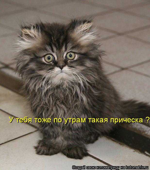 Котоматрица: У тебя тоже по утрам такая прическа ?