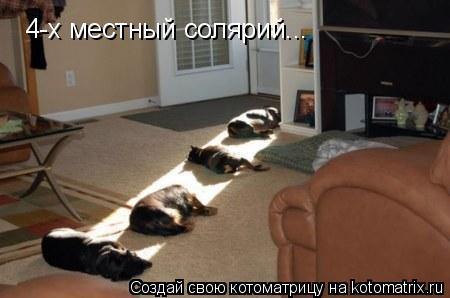 4-х местный солярий...... Котоматрица: 4-х местный солярий...