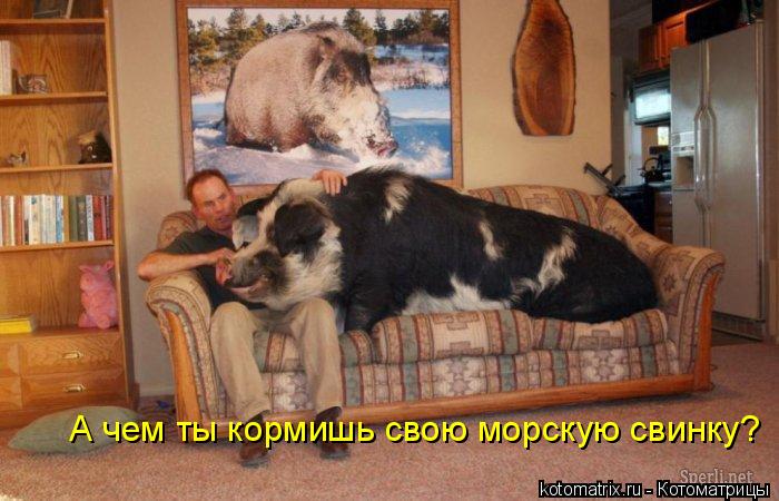 А чем ты кормишь свою морскую свинку?... Котоматрица: А чем ты кормишь свою морскую свинку?
