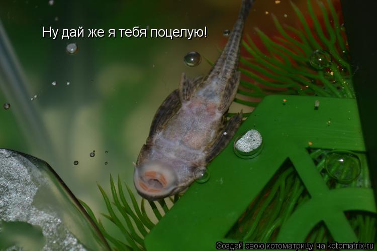 Ну дай же я тебя поцелую!... Котоматрица: Ну дай же я тебя поцелую!