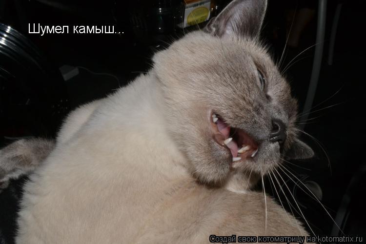 Шумел камыш...... Котоматрица: Шумел камыш...
